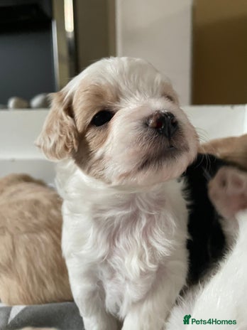 Maltipoo dogs - Advert 15