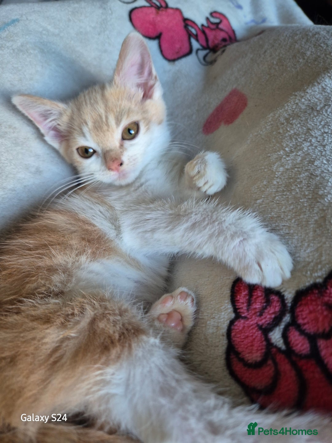 British Shorthair cats for sale: Beautiful kittens with great temprament - Advert 6