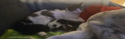 Mixed Breed cats for sale: Can't afford to keep and to many to manage  - Advert 11