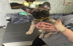 French Bulldog dogs for sale: Amazing french bulldog  - Image 5