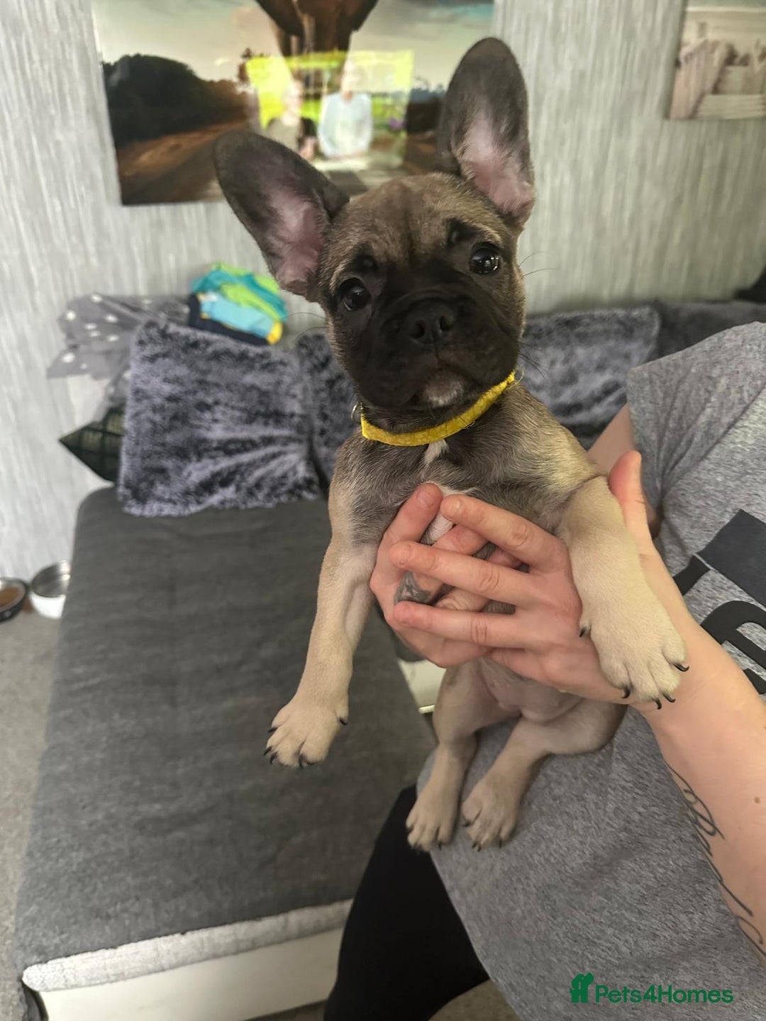 French Bulldog dogs for sale: Amazing french bulldog  - Image 5
