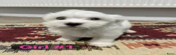 Mixed Breed dogs for sale: Bichon Frisé × Maltese Puppies - Advert 4