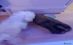 Mixed Breed dogs for sale: Puppy  - Advert 6