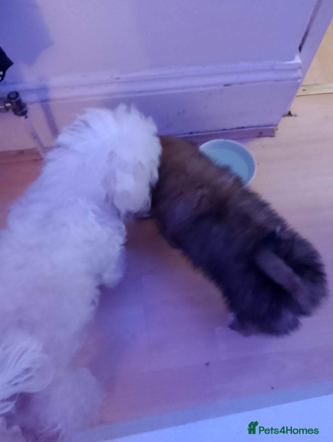 Mixed Breed dogs for sale: Puppy  - Advert 6