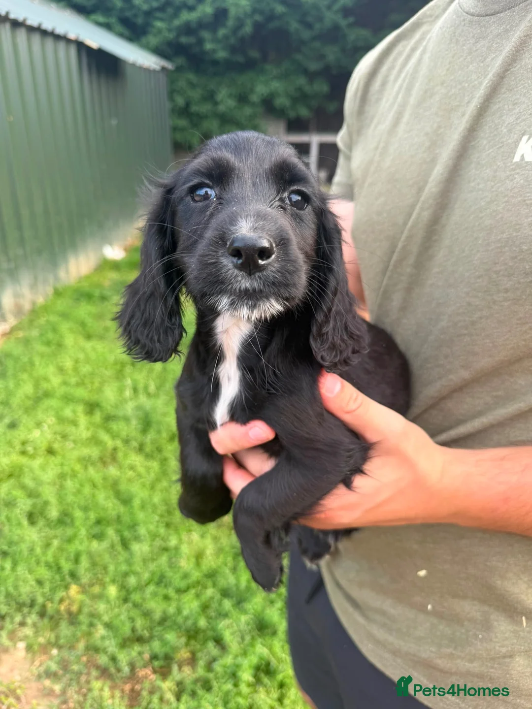 Cocker Spaniel dogs for sale: Working kc registered pups - Advert 8