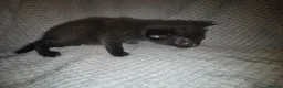 Mixed Breed cats for sale: Two black and white male kittens - Advert 6