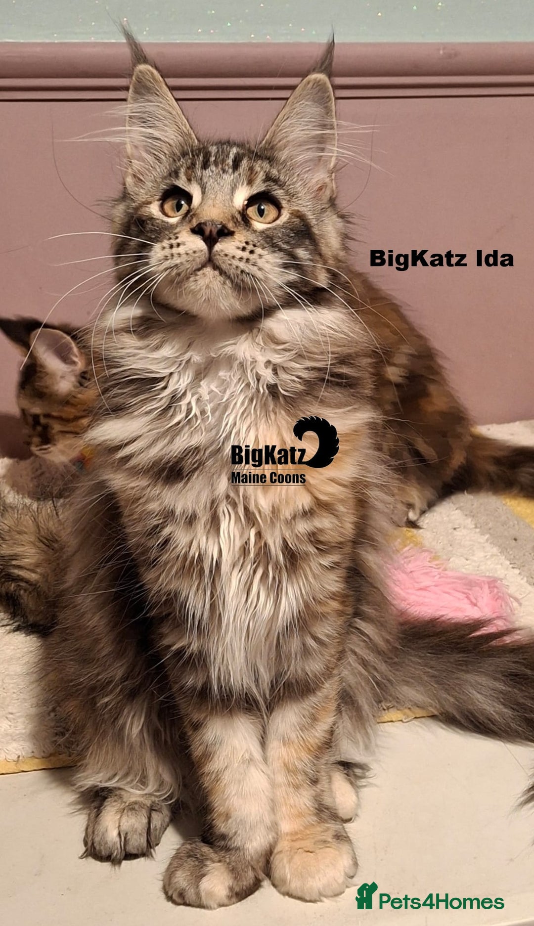 Maine Coon cats for sale: Beautiful torbie Maine Coon girls - Advert 4