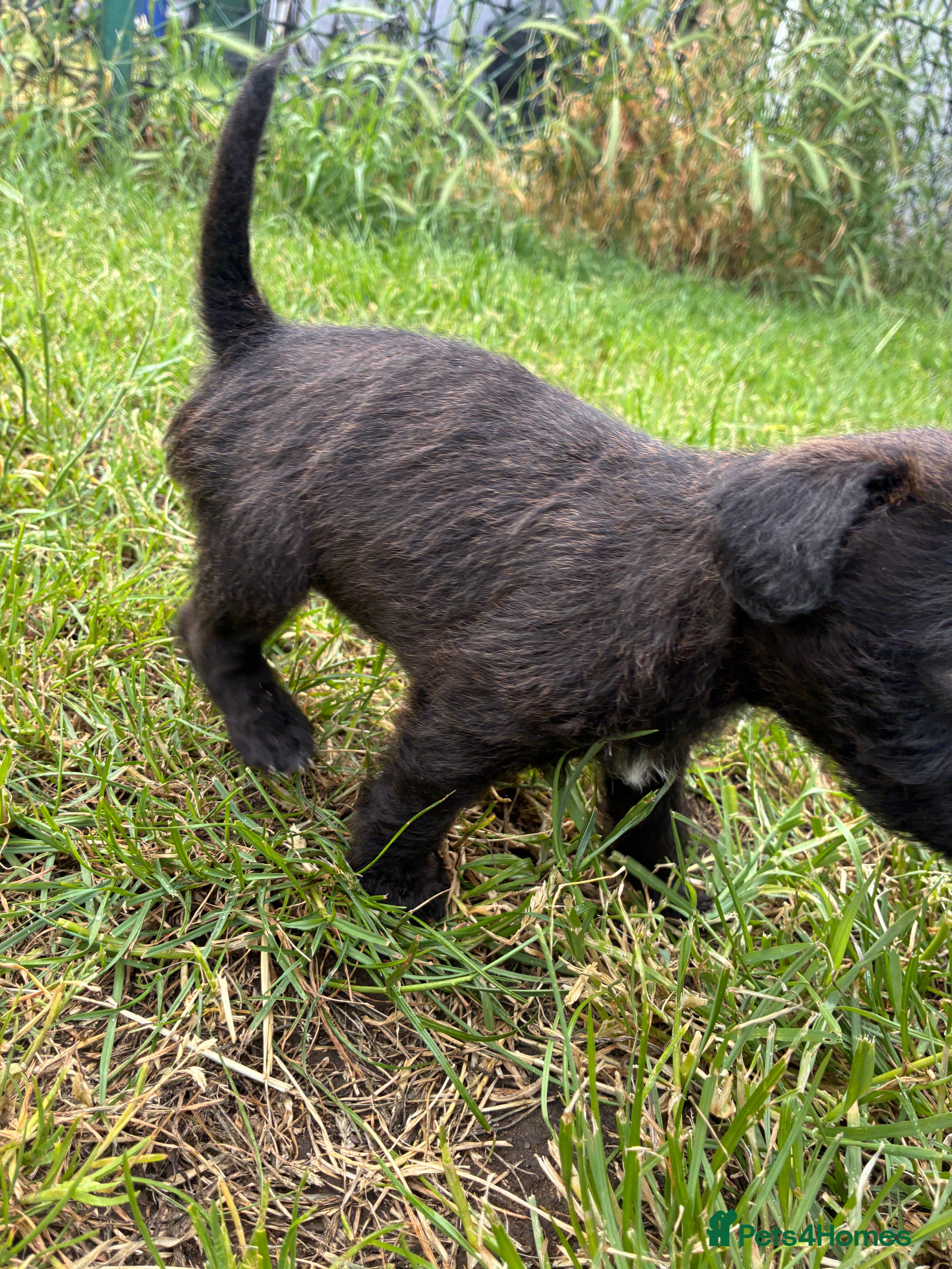 Mixed Breed dogs for sale: Patterdale Lakeland’s - Advert 4