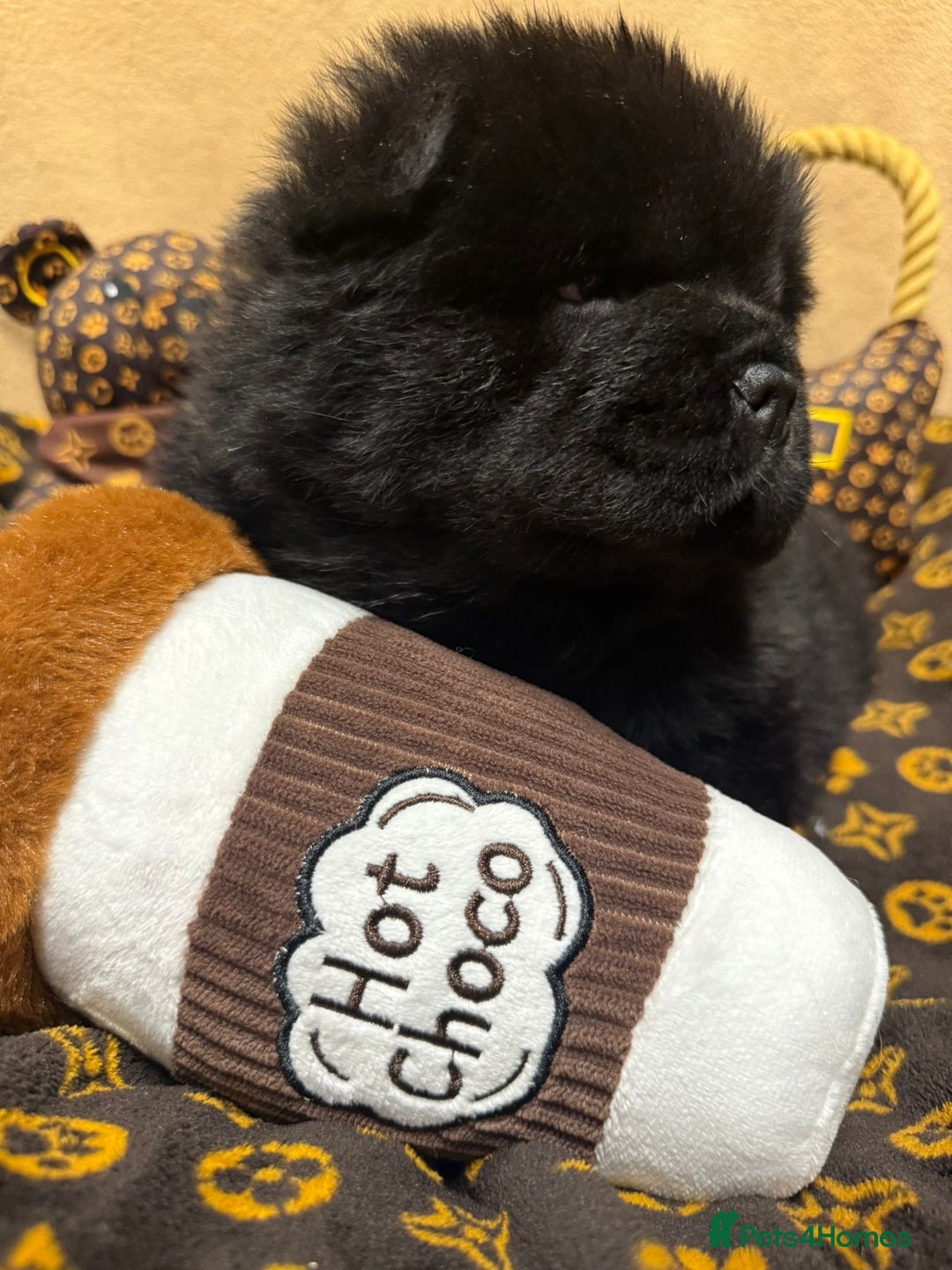 Chow Chow dogs for sale: 🏆 ** Just one Teddy Bear remaining  ** 🏆 - Advert 8