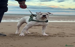 American Bulldog dogs for sale: Male bulldog - Image 3