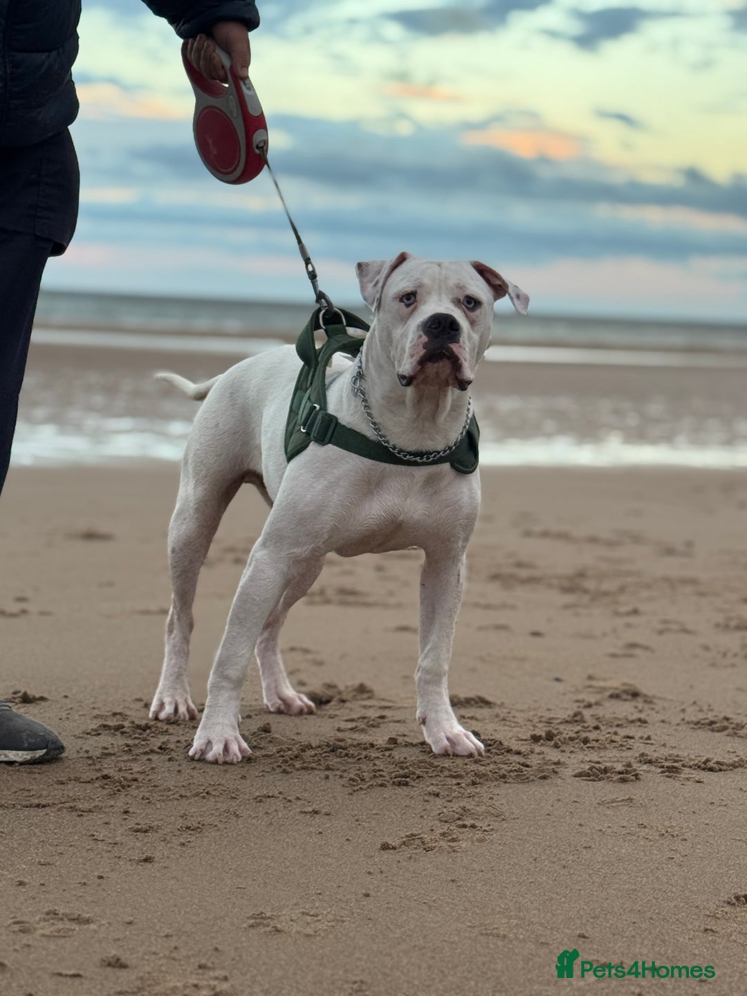 American Bulldog dogs for sale: Male bulldog - Image 3