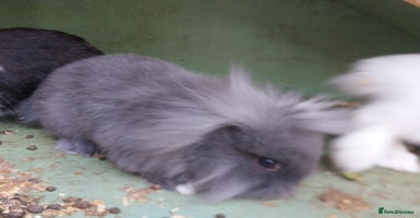 Mini Lion Lop rabbits - Advert 6