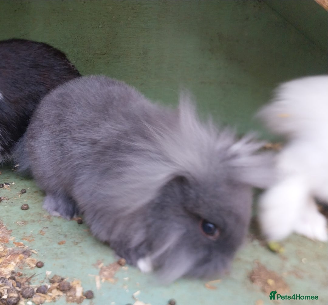 Mini Lion Lop rabbits for sale: Mini Lion Lops. - Image 3