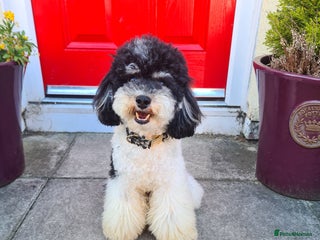 Toy Poodle dogs in Birkenhead - Advert 1