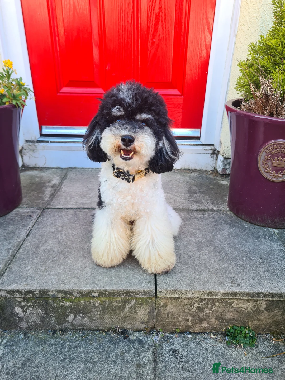 Toy Poodle dogs for stud: Health Tested Tri Toy in Birkenhead - Advert 1