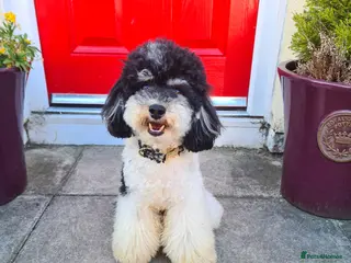 Toy Poodle dogs Health Tested Tri Toy in Birkenhead - Advert 22