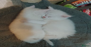 Mixed Breed cats - Advert 8