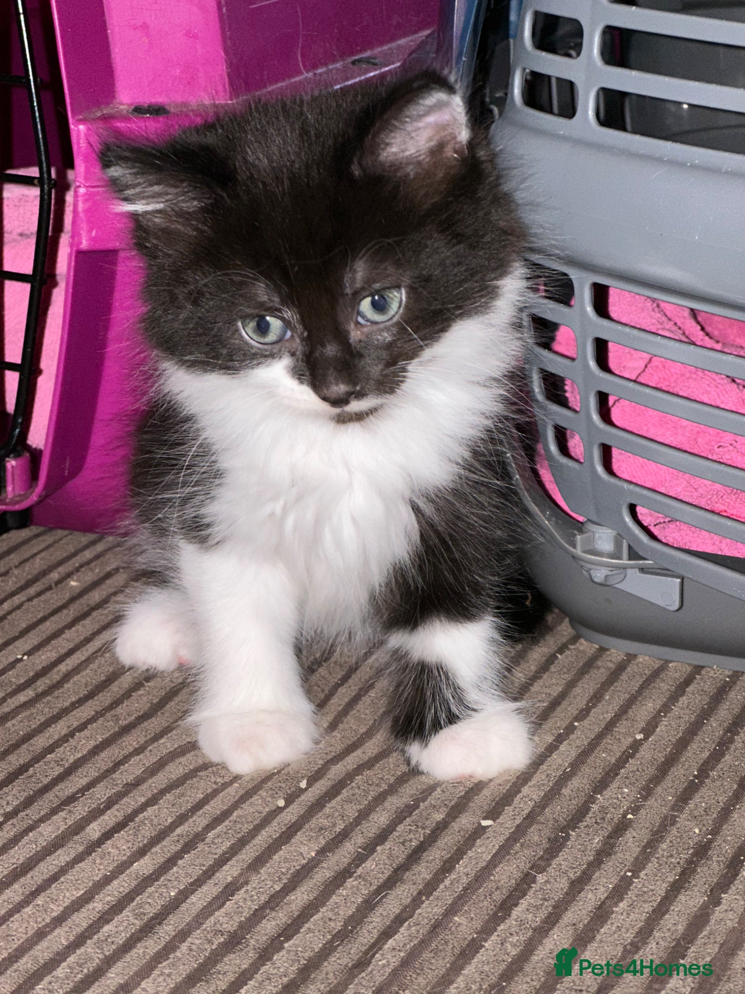 Mixed Breed cats Black and white male kitten  - Advert 1