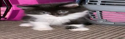Mixed Breed cats for sale: Black and white male kitten  - Advert 1