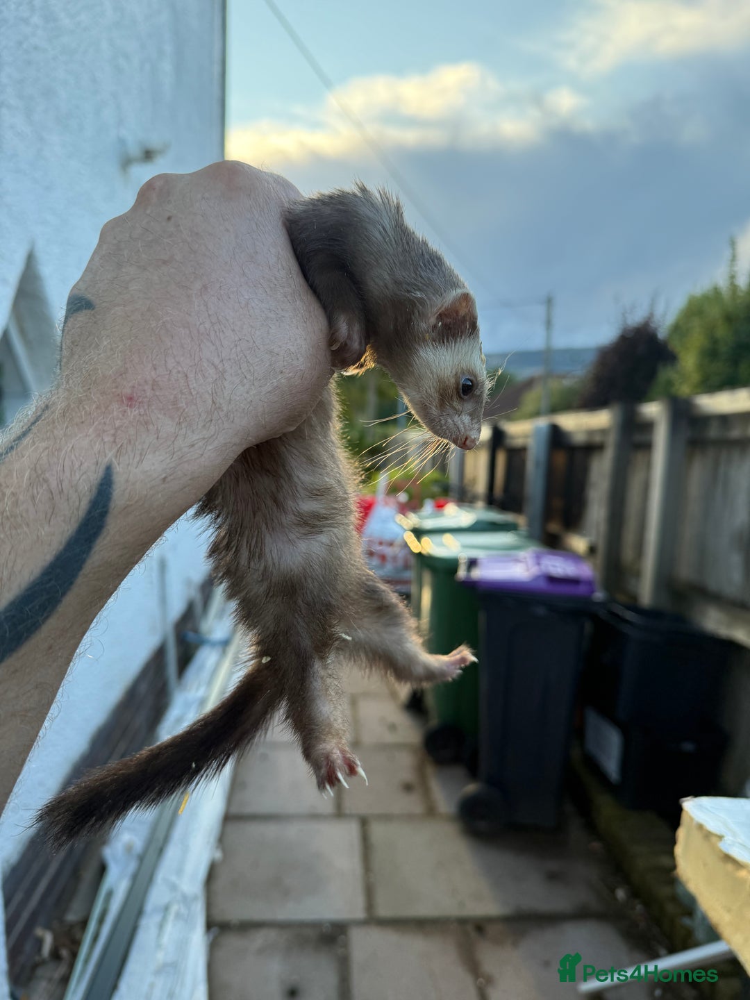 Ferret rodents for sale: Jill ferret - Image 3