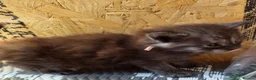 Maine Coon cats for sale: 1 Boy 1 Girl TAKE HOME TODAY - Advert 7