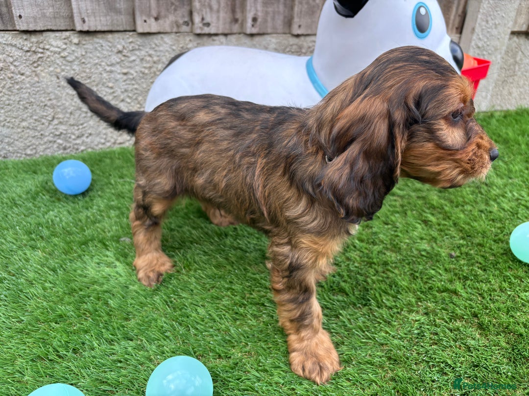 Cockapoo dogs for sale: COCKERPOO’S READY TO LEAVE NOW!  - Image 2
