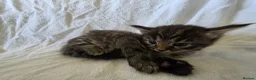 Persian cats for sale: Fluffy Perisan Kittens looking for Forever Homes in Edinburgh - Advert 5