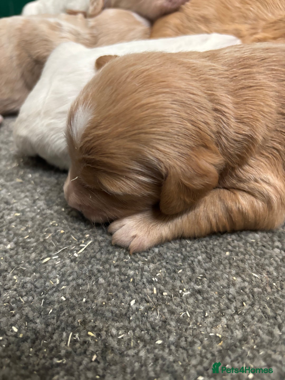Cockapoo dogs for sale: F1 Cockapoo puppies  - Image 14