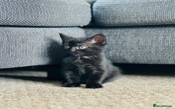 Mixed Breed cats for sale: Kittens for sale - Image 6