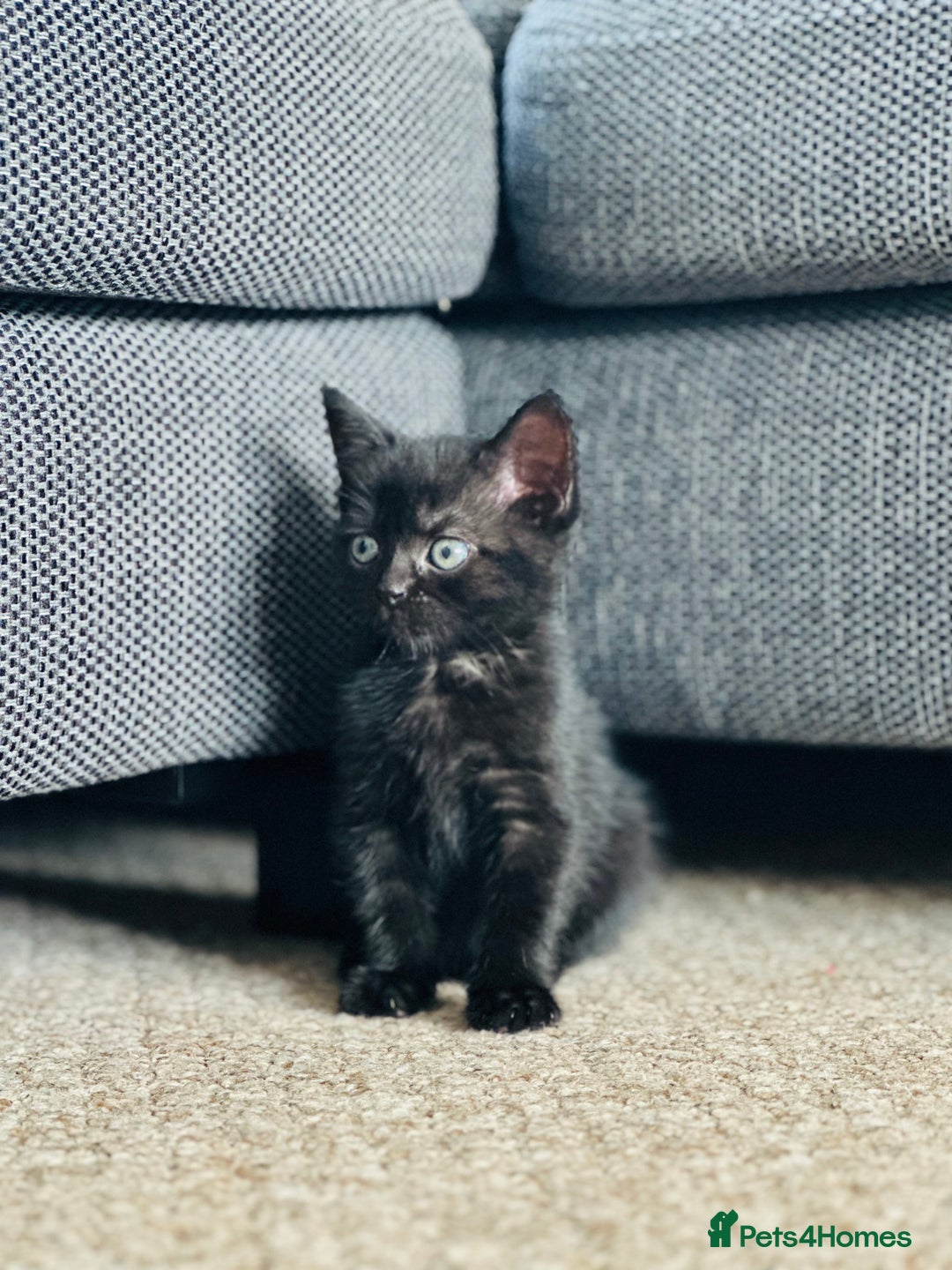 Mixed Breed cats for sale: Kittens for sale - Image 6