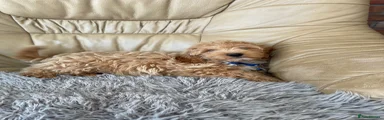 Cavapoo 2