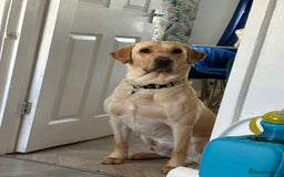 Labrador Retriever dogs for sale: Dennis 5 year old KC Labrador  - Image 2