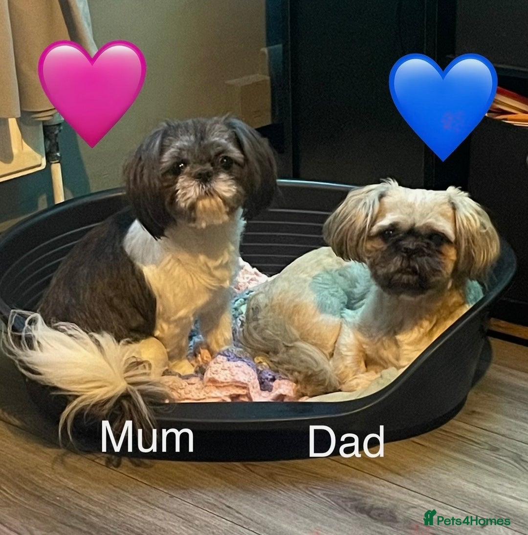 Shih Tzu dogs for sale: Shih Tzu puppies  - Advert 1