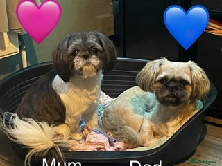 Shih Tzu dogs Shih Tzu puppies - Advert 1