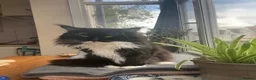 Maine Coon cats for sale: uther - male maine coon un-neutered  - Advert 3
