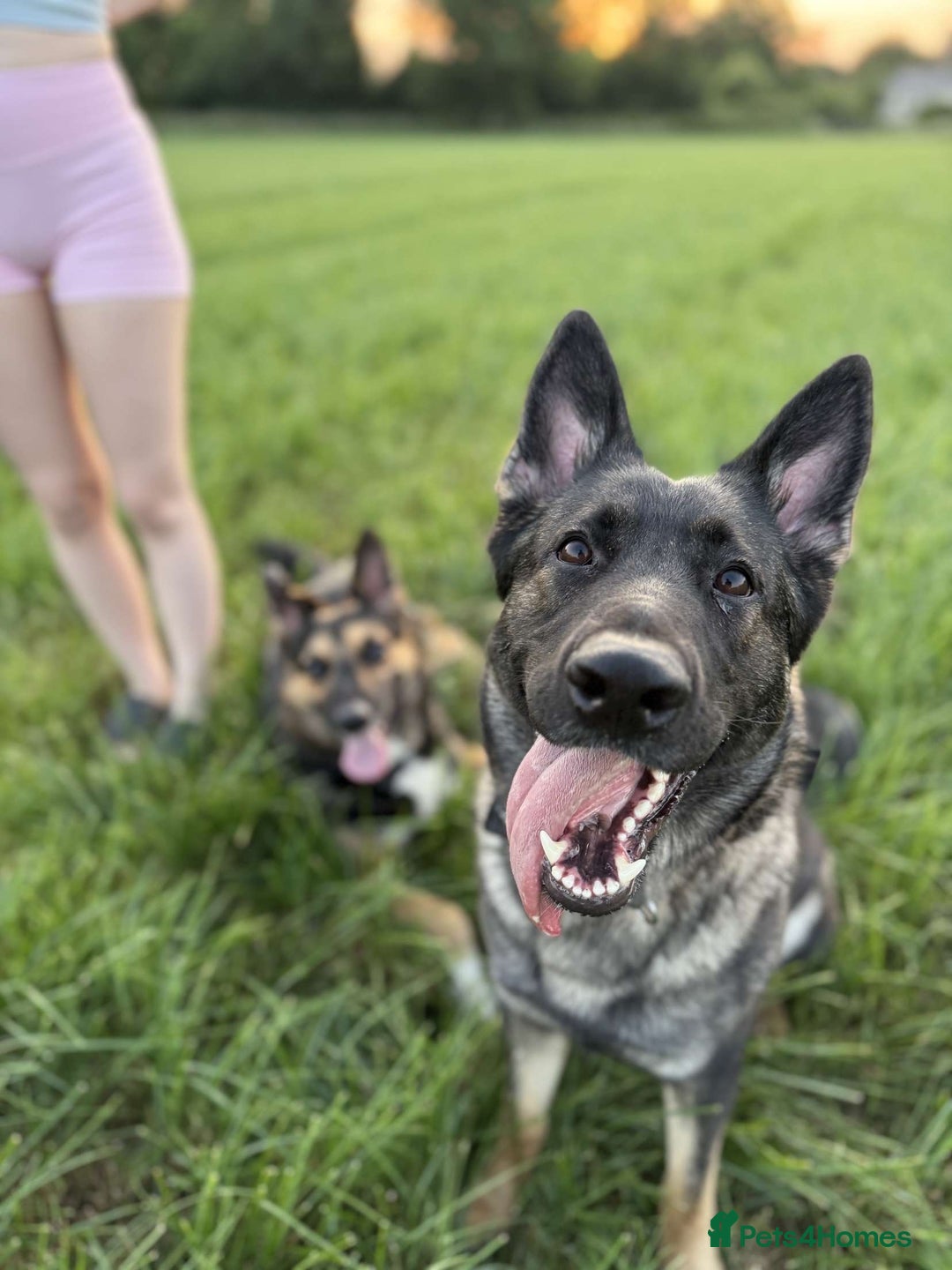 German Shepherd dogs for sale: Female German shepherd - Image 2