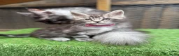 Maine Coon cats for sale: Pedigree Maine Coon kittens champion blood line - Advert 7