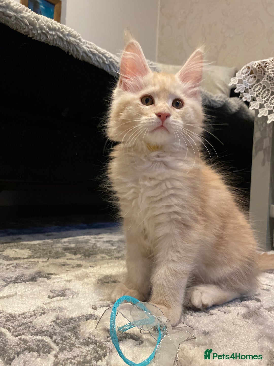 Maine Coon cats for sale: Maine coon kittens Russian/big - Advert 13