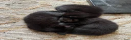 Mixed Breed cats for sale: 6 adorable black kittens for sale  in Windsor - Advert 3