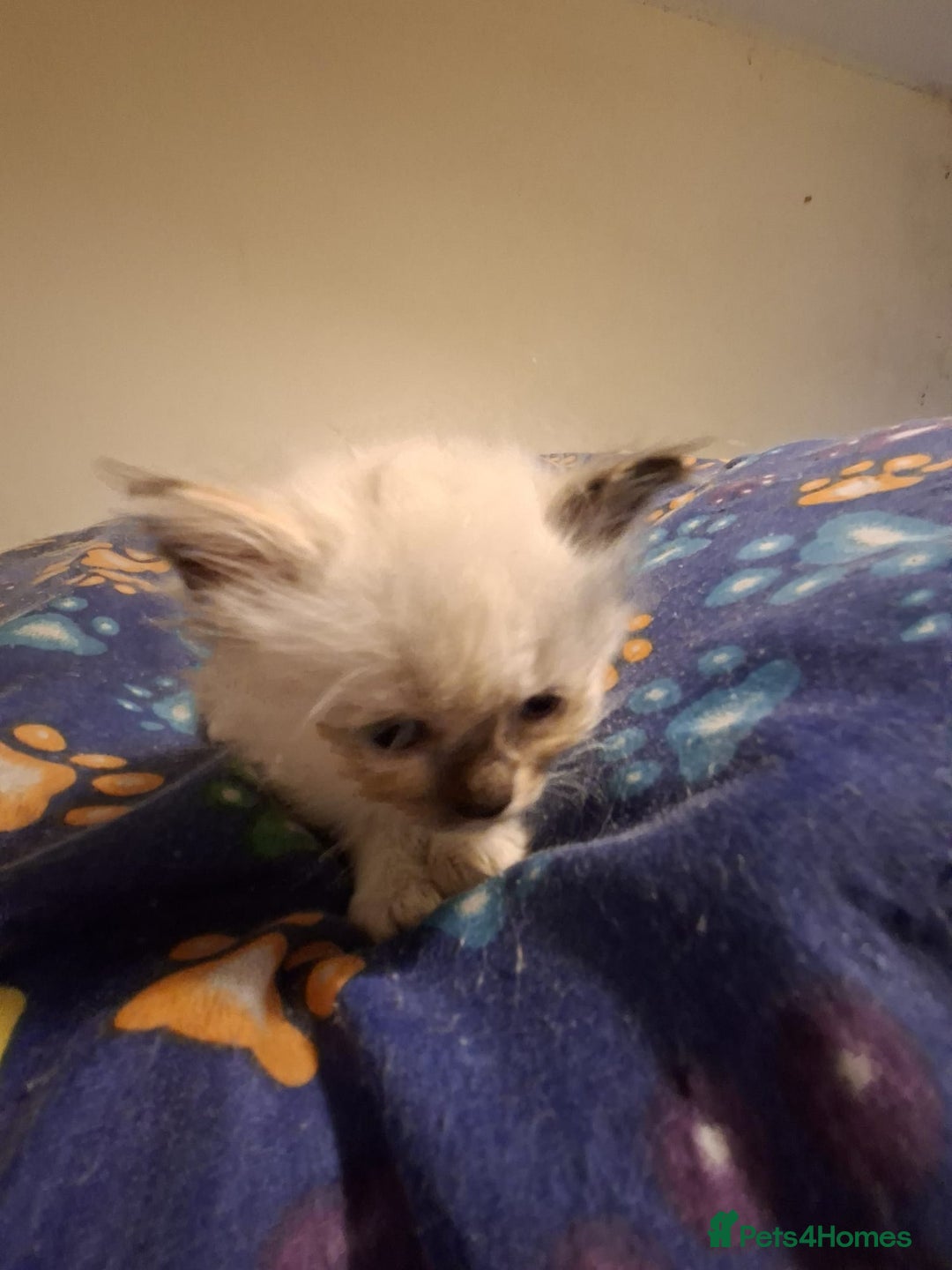 Ragdoll cats for sale: Beautiful Ragdoll kittens male and Female . - Advert 8