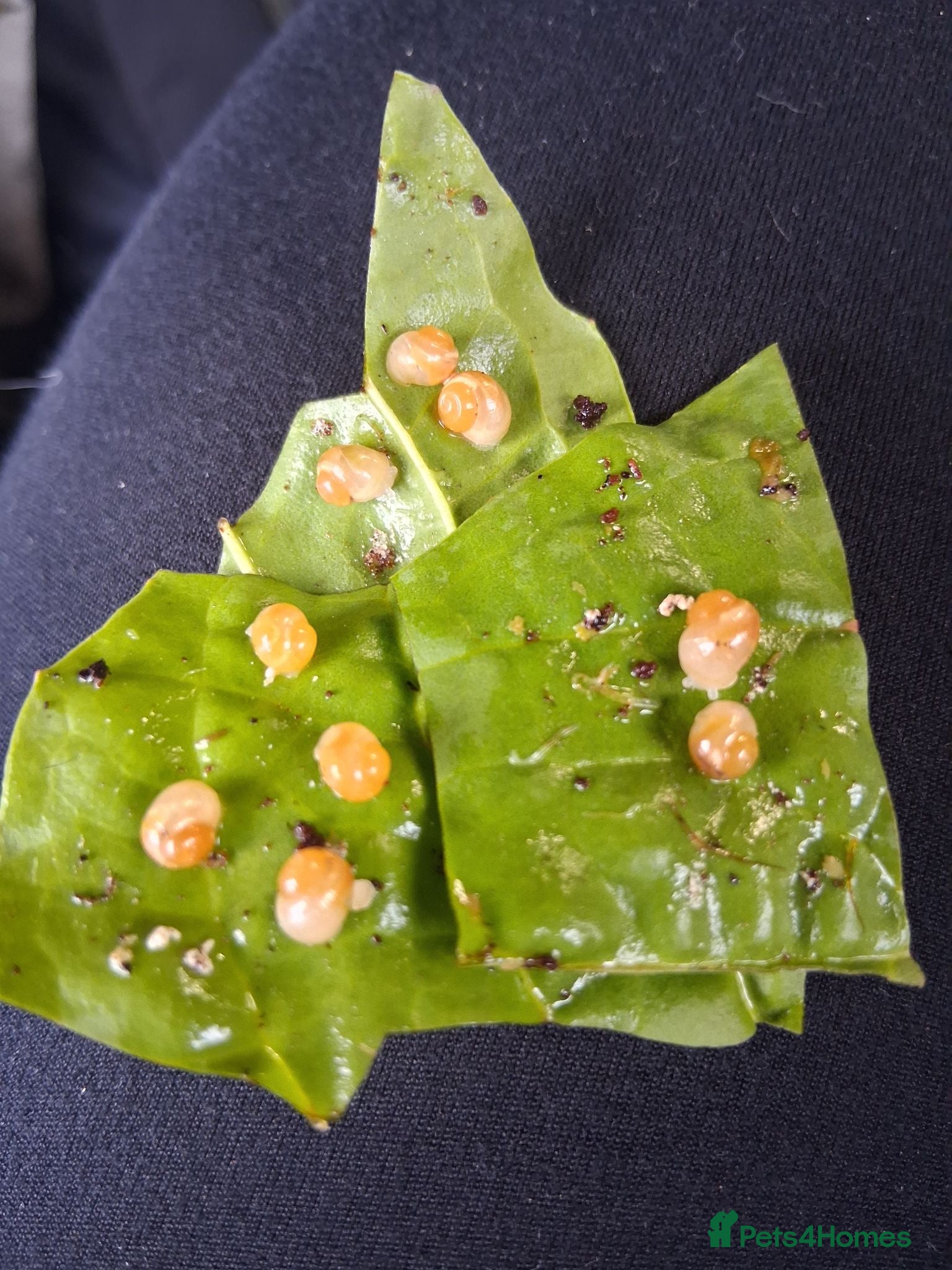 Snails invertebrates 15x live snails for reptiles and amphibians diet - Advert 4