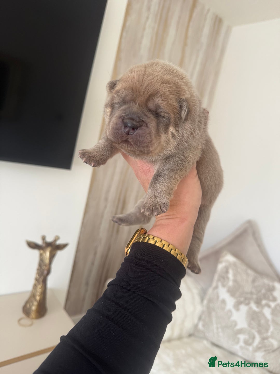 Chow Chow dogs for sale: KC reg chow chows ready to leave 24 dec! REDUCED - Advert 20