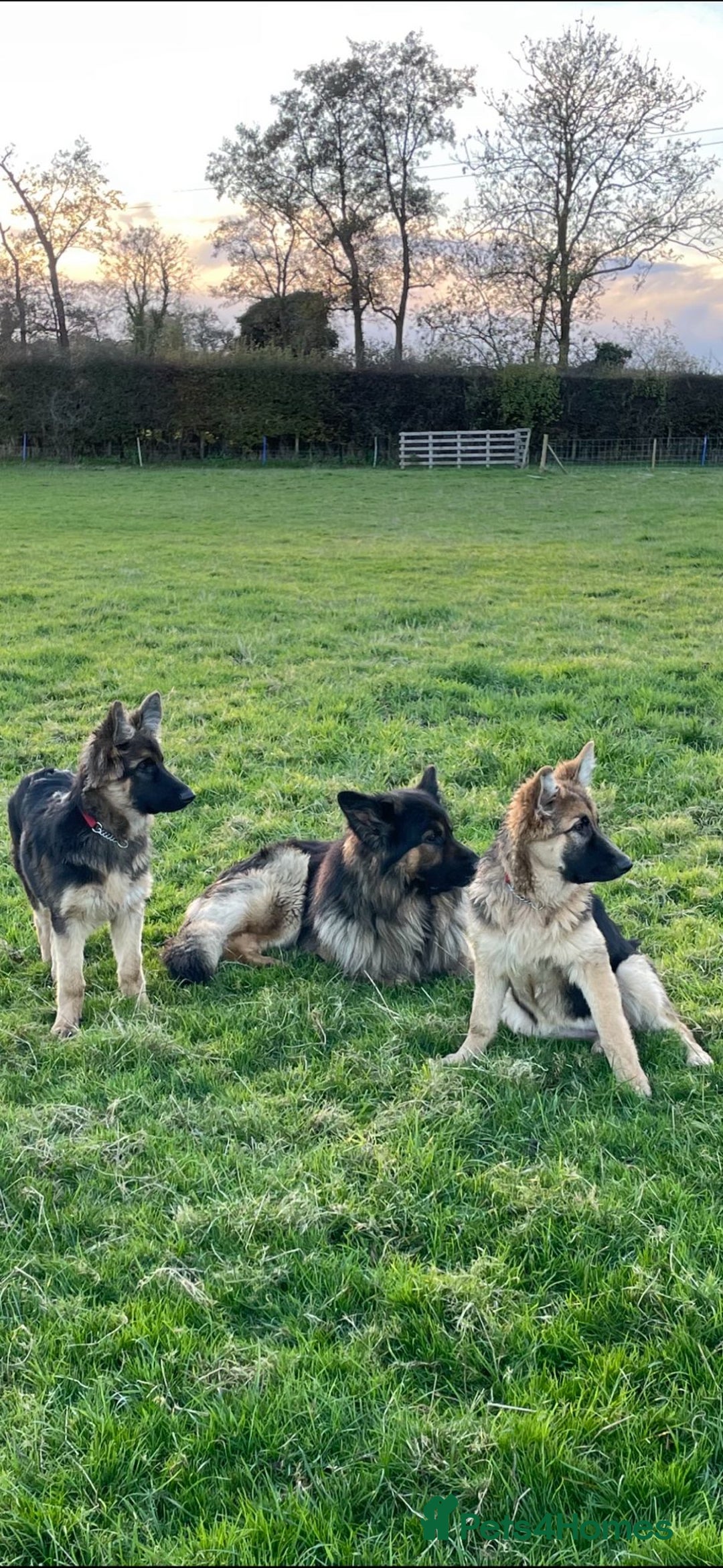 German Shepherd dogs for stud: German Shepherd male - Image 5