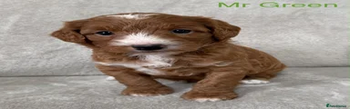 Australian Labradoodle 3