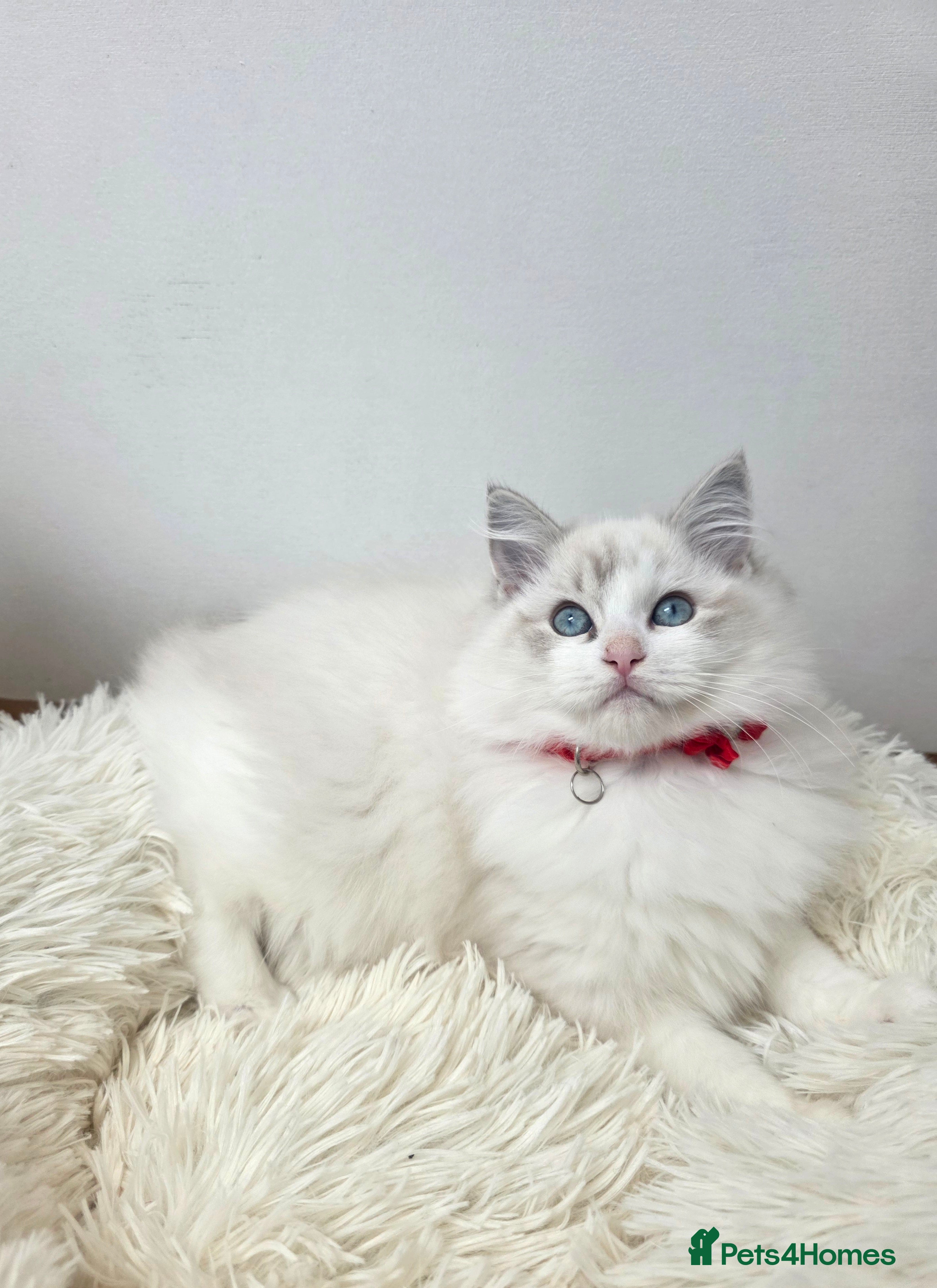 Ragdoll cats 💕GCCF registered ragdoll kittens💕 - Advert 5