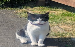 Mixed Breed cats for sale: Kittens for sale - Image 8