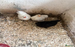 Chickens poultry for sale: Trio of pekin bantams  - Image 3