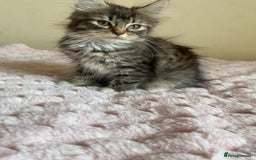 Maine Coon cats for sale: Maine Coon Cross Female Kitten  - Image 6