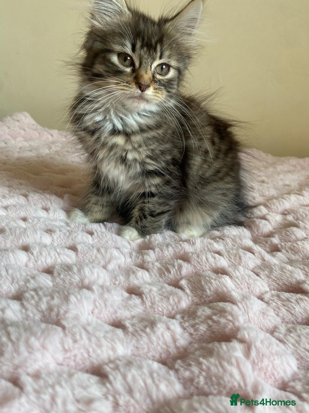 Maine Coon cats for sale: Maine Coon Cross Female Kitten  - Image 6