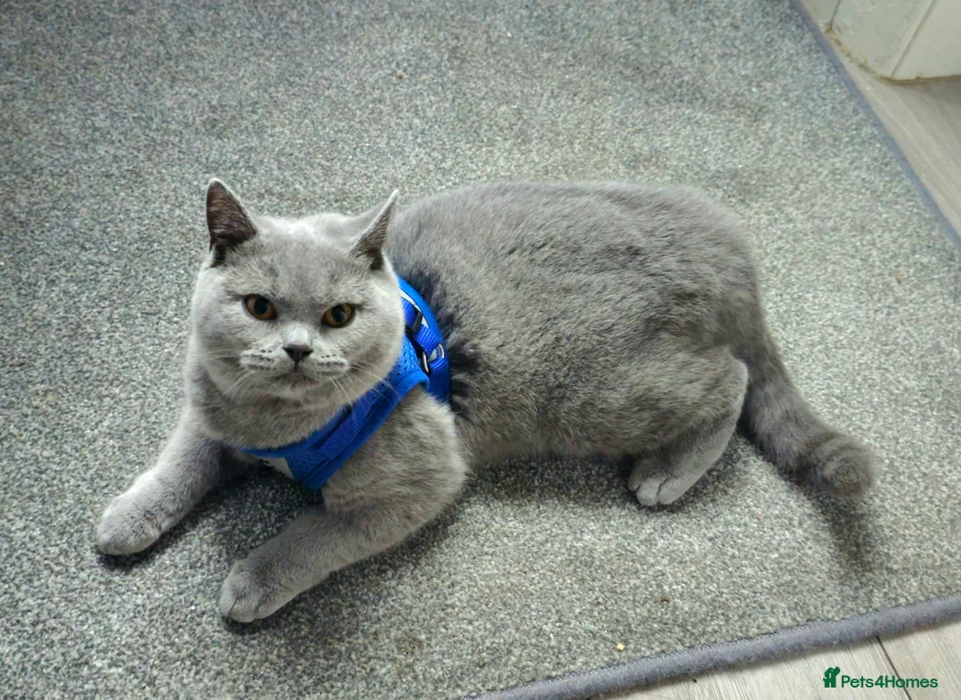 British Shorthair cats for sale: Grey British shorthair Female - Advert 4